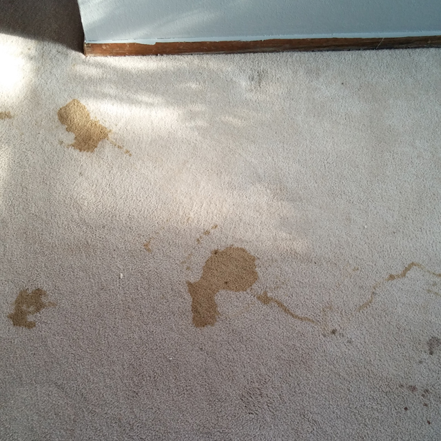 Dry Carpet Cleaning - carpet cleaning before and after