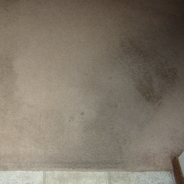 dry carpet cleaning - carpet cleaning - carpet to tile before