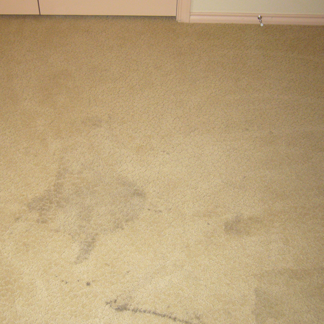 dry carpet cleaning - stain before