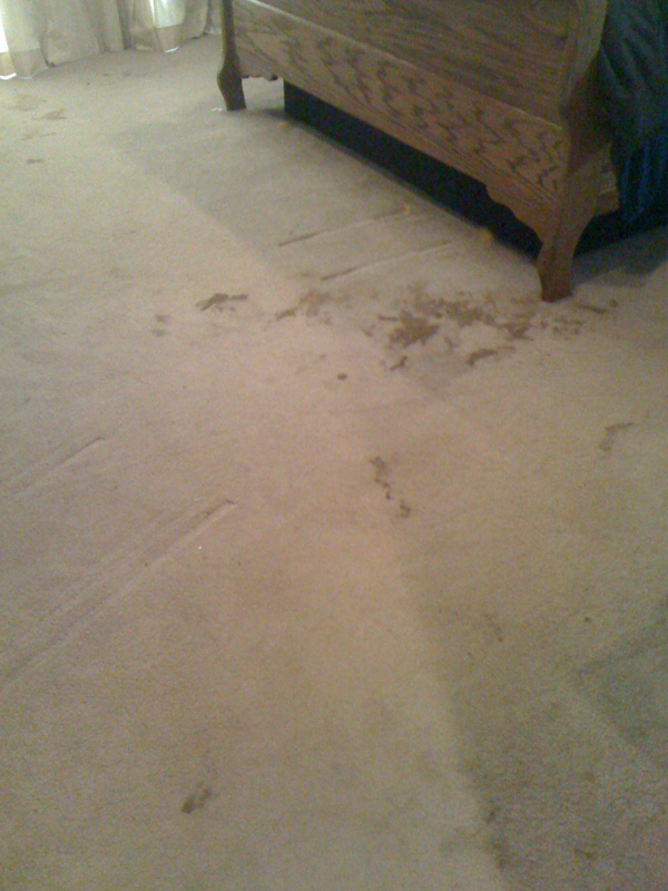dry carpet cleaning destin florida
